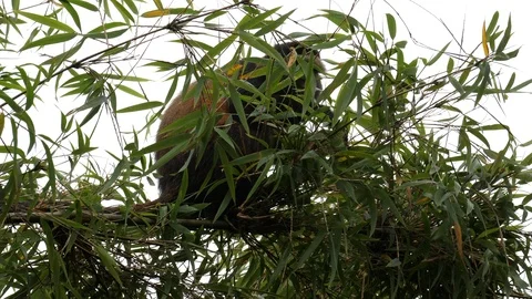 Golden Monkey, Virunga Mountain Stock Footage 125139110