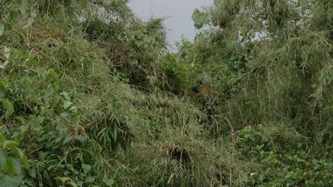 Golden Monkey, Virunga Moutains Stock Footage 125132387