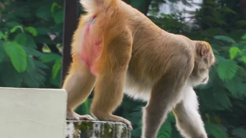 Golden monkey walking on a concrete wall Stockbeeldmateriaal 346286388