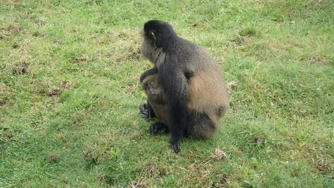 Golden monkey with youth 스톡 동영상 74102268