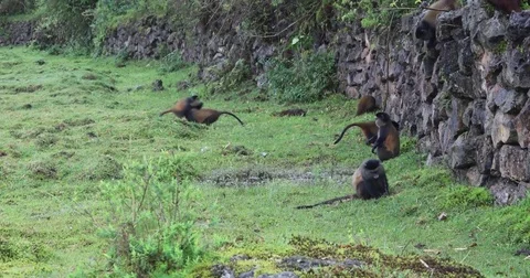 Golden monkeys breaching buffalo wall, 4K Stock Footage 74132103