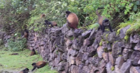 Golden monkeys on buffalo wall Video stock 74132056