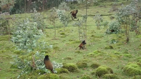 Golden monkeys eating euculyptus trees Stock Footage 74102376