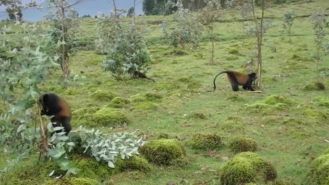 Golden monkeys in euculyptus trees Video stock 74102163