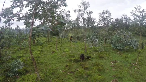 Golden monkeys foraging, 4K Stock Footage 74132098