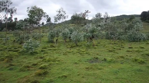 Golden monkeys in Virunga forest Stock Footage 74102199