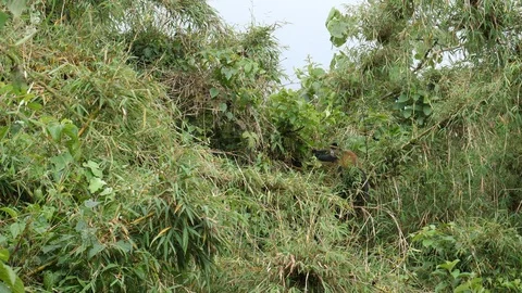 Golden Monkeys, Virunga Moutain Stock Footage 125137009