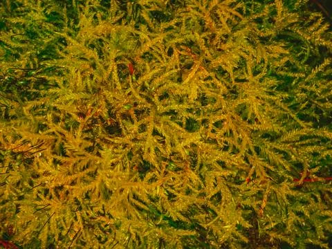 Golden moss macro texture abstract autumn background Stock Photos