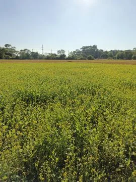Golden Mustard Fields in Bloom Fields of Yellow The Beauty of  Mustard Bloss Stock Photos