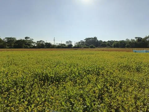 Golden Mustard Fields in Bloom Fields of Yellow The Beauty of  Mustard Bloss Stock Photos