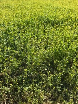 Golden Mustard Fields in Bloom Fields of Yellow The Beauty of  Mustard Bloss Stock Photos