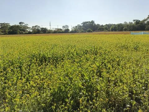 Golden Mustard Fields in Bloom Fields of Yellow The Beauty of  Mustard Bloss 写真素材
