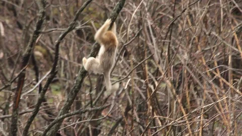 Golden nosed monkey, Climbs a Tree in China Stock Footage 107188512