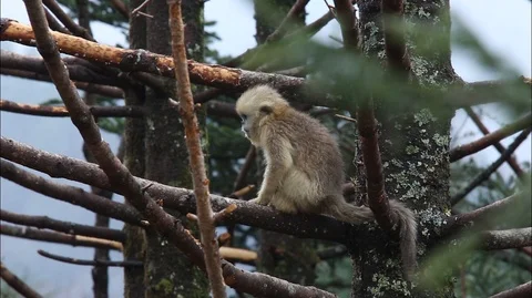 Golden nosed monkey, Climbs a Tree in China Stock Footage 107382272