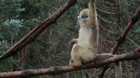 Golden nosed monkey, Climbs a Tree in China Stock Footage 107382336