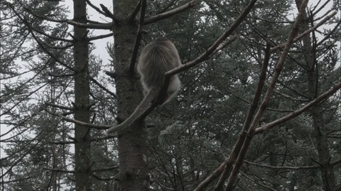 Golden nosed monkey, Climbs a Tree in China Stock Footage 107586138