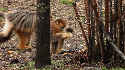 Golden nosed monkey eats, China Stock Footage 107188155