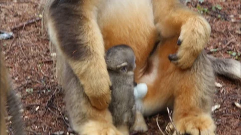 Golden Nosed Monkey, Play With Your Puppy, China Stock Footage 107378660