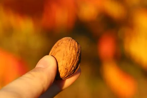 Golden nut Stock Photos