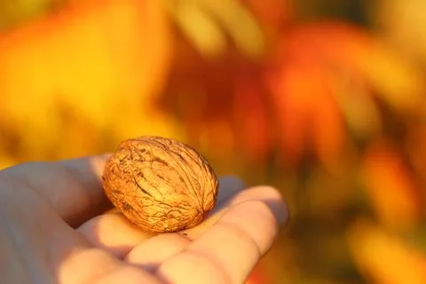 Golden nut Stock Photos