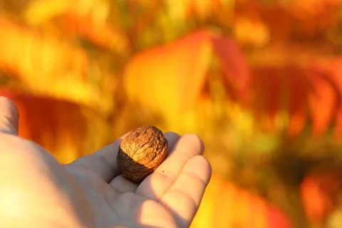 Golden nut Stock Photos