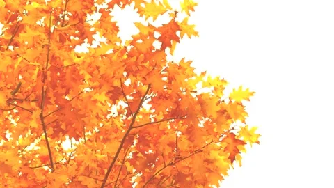 Golden oak tree leaves in storm, wind - autumn background Stock Footage 141817249