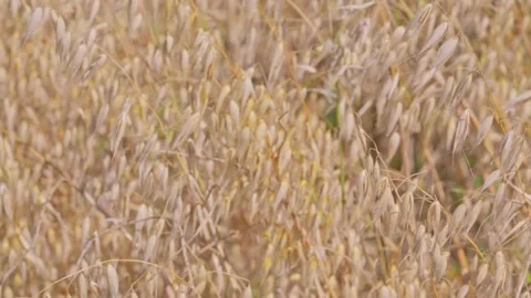 Golden Oat Field Close-up Moving in the Wind Stock Footage 322014842
