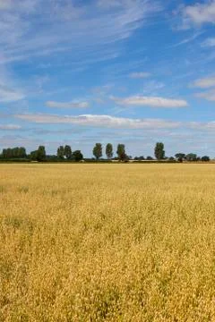 Golden oat field Stock Photos