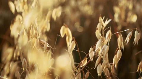 Golden oat Stock Footage 31042090