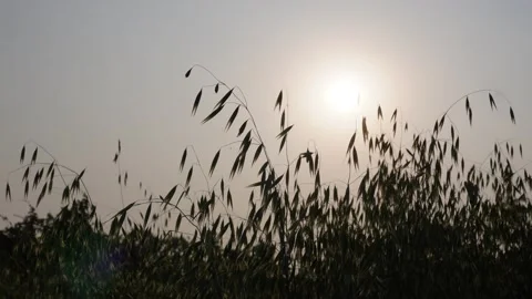 Golden Oat Silhouettes Stock Footage 333901166