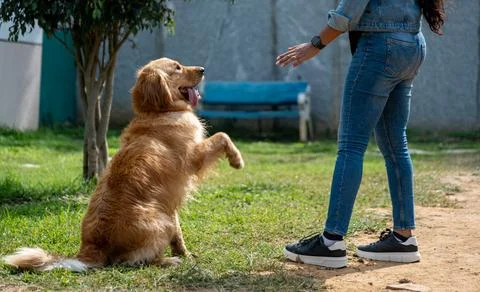 Golden Obedience Stock Photos