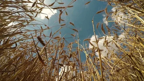 Golden Oklahoma wheat low angle sun flair Video stock 79818262