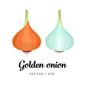 Golden onion vector editable illustration Stock Illustration