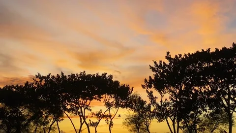 Golden orange sunset with soft clouds and silhouetted trees, slow motion Stock Footage 221462561
