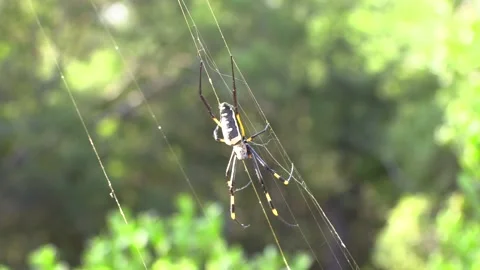 Golden Orb Spider Video stock 311942264