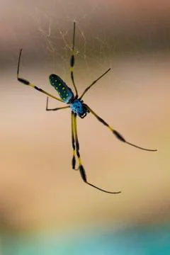 Golden Orb Spider Stock Photos