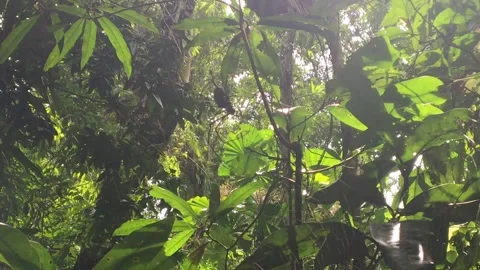 Golden Orb spider in web Видео 256984978