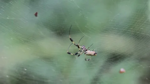 Golden orb weaver closeup Stock Footage 8520830