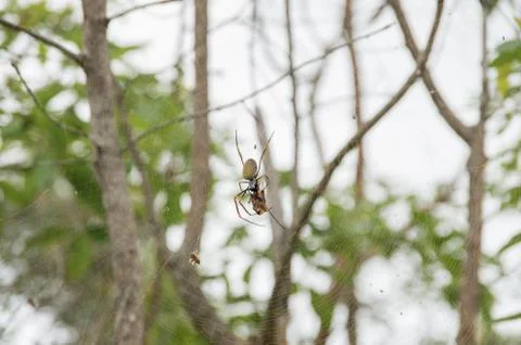 Golden Orb weaver devouring a Cicada caught in its web Foto stock