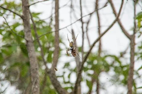 Golden Orb weaver devouring a Cicada caught in its web 스톡 사진