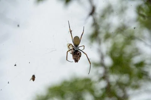Golden Orb weaver devouring a Cicada caught in its web Foto stock