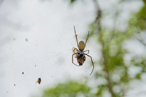 Golden Orb weaver devouring a Cicada caught in its web Stock Photos