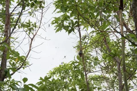Golden Orb weaver devouring a Cicada caught in its web 스톡 사진