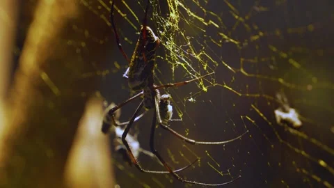 A golden Orb weaver Stock Footage 257234869
