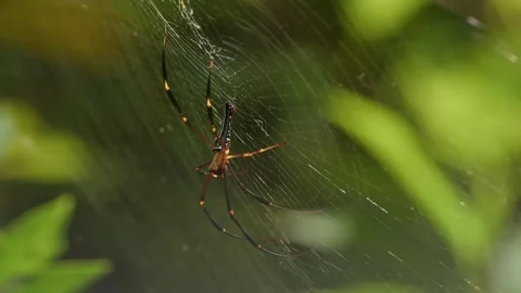 Golden Orb-Weaver Spider Chasing Prey. Stock Footage 312865756