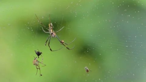Golden Orb-weaver Spider on cobweb. Stock-Footage 140273455