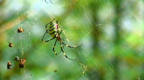 Golden Orb Weaver Spider Stock Footage 334396