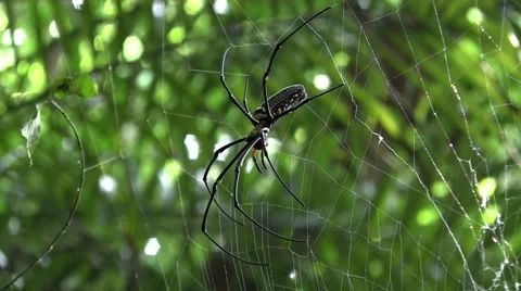 Golden orb weaver spider Stock Footage 53055864