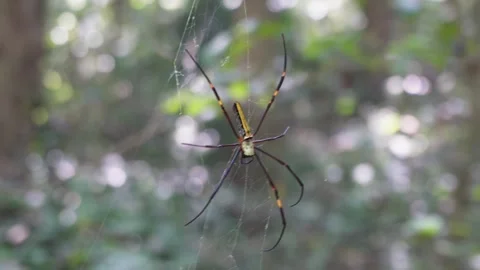 Golden orb weaver spider hanging Stock-Footage 329390053