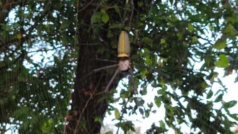 Golden orb-weaver spider hanging on intricate Stock Footage 336545305